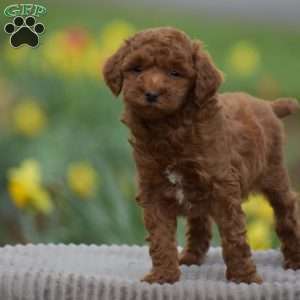 Titus, Toy Poodle Puppy